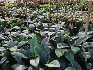 Wholesale Nursery 348 image 4