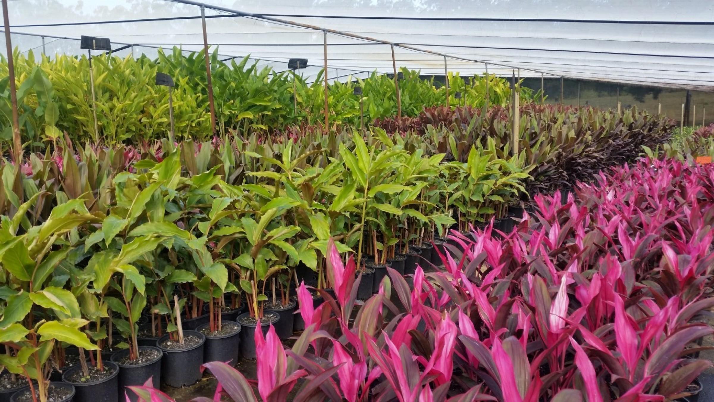 Wholesale Nursery 348 image 1