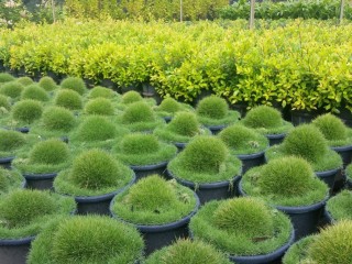 Wholesale Nursery 348 image 2